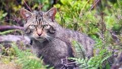 Inside Scotland’s wildcat HQ – ‘It’s like Big Brother for cats’